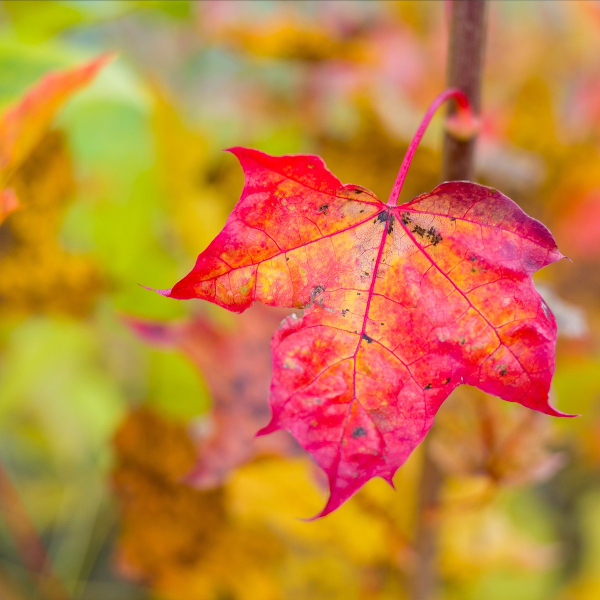 Осенний лист cover art